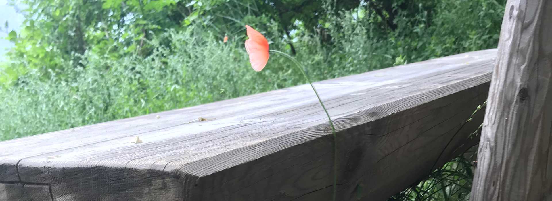 Das Bild zeigt eine rote Mohnblume, die ihr Wachstum durch eine Holzbankl nicht einschränken liess. Sie steht als Symbol für Resilienz.