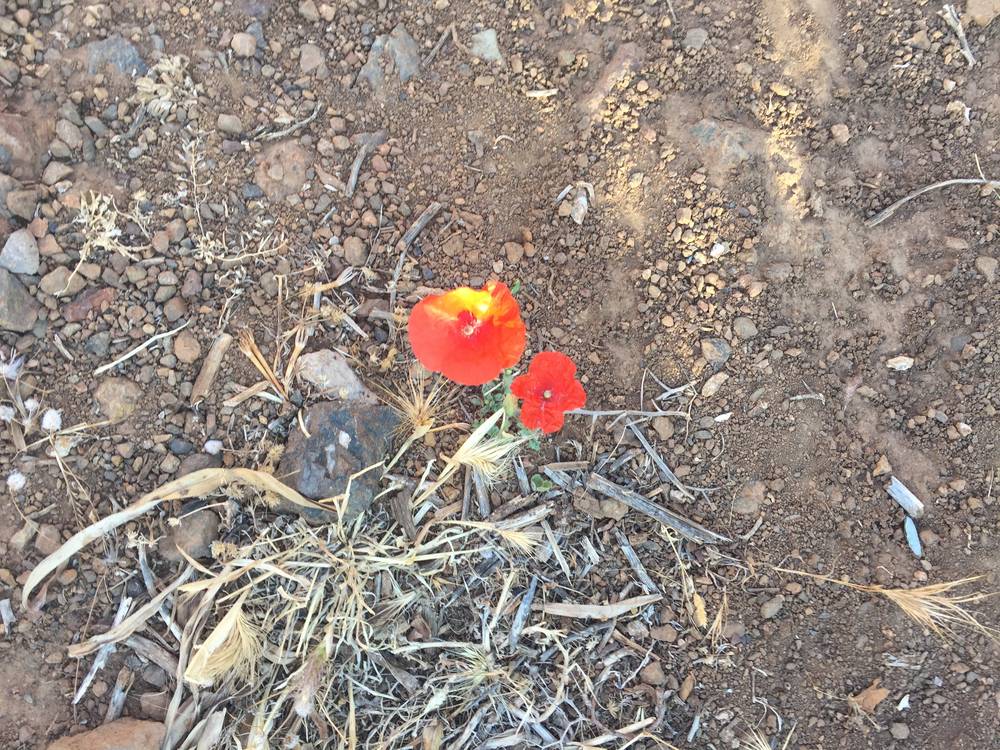 Bernadette Ruhwinkel unterstützt speziell ältere Menschen in kritischen Lebenslagen.